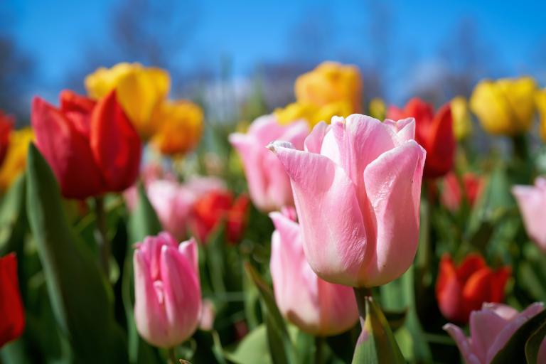 ASQ-Homecare-stock-image-flowers-spring