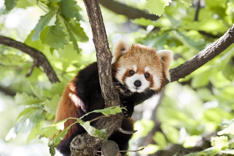 ASQ-Homecare-stock-image-red-panda